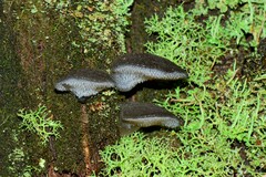 Pseudohydnum tasmanicum