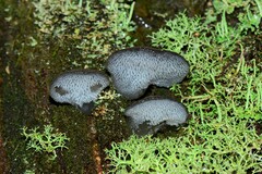 Pseudohydnum tasmanicum