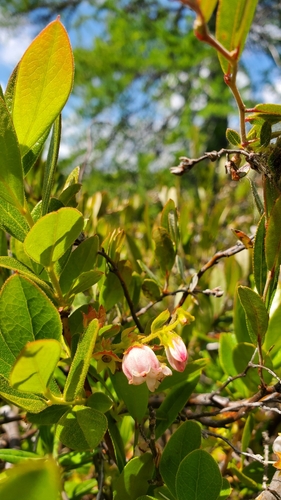 Image of Gaylussacia bigeloviana by (c) Asia Ruby Fuoco, some rights reserved (CC BY)