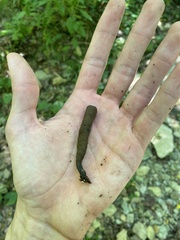 Xylaria ellisii