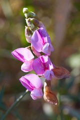 Lathyrus jepsonii jepsonii
