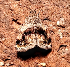 Tripudia rectangula