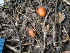 Macrocystidia reducta