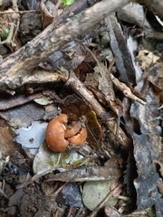 Macrocystidia reducta