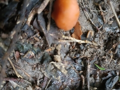 Macrocystidia reducta