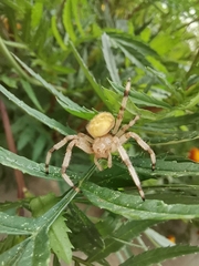 Araneus quadratus