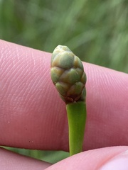 Xyris ambigua