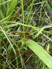 Xyris ambigua