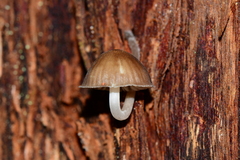 Mycena yuulongicola