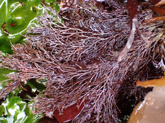 Odonthalia floccosa