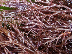 Odonthalia floccosa