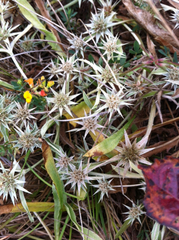 Eryngium armatum