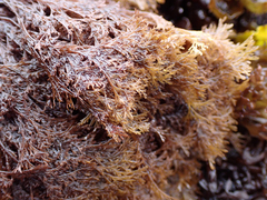 Microcladia borealis