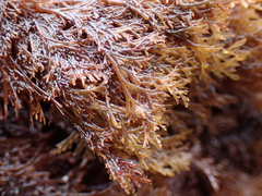 Microcladia borealis