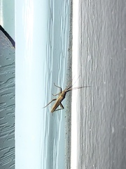 Stenodema trispinosum