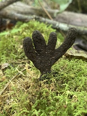 Xylaria ellisii