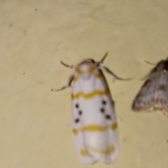Cyana chrysopeleia