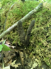 Xylaria ellisii