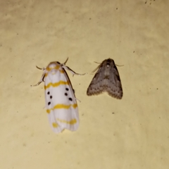 Cyana chrysopeleia