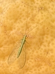 Chrysoperla comanche