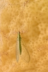 Chrysoperla comanche