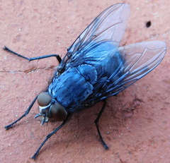 Calliphora uralensis