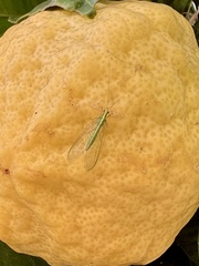 Chrysoperla comanche