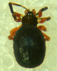 Dipoena nigra