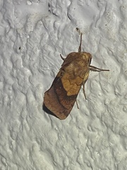 Pyrrhia exprimens