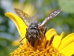 Coelioxys alternatus