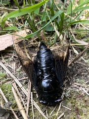 Cryptotympana holsti