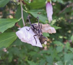 Paratlanticus ussuriensis