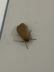 Lepidoptera