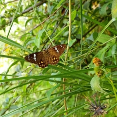 Celaenorrhinus pyrrha