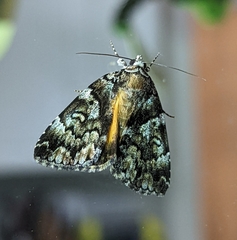 Allotria