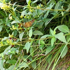 Celaenorrhinus pyrrha