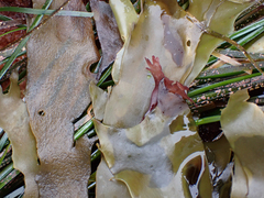 Desmarestia ligulata