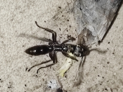 Neoponera foetida
