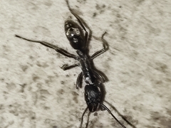 Neoponera foetida