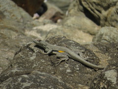 Microlophus peruvianus