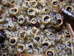 Dodecaceria fewkesi