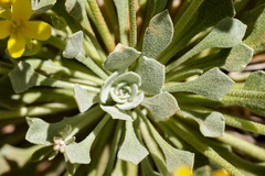 Physaria acutifolia
