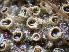 Dodecaceria fewkesi