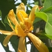 Yellow Jade Orchid Tree - Photo (c) Ong Jyh Seng, some rights reserved (CC BY-SA), uploaded by Ong Jyh Seng