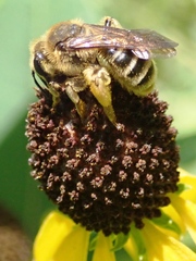 Andrena rudbeckiae