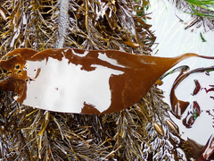 Laminaria setchellii