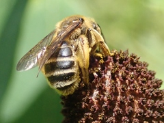 Andrena rudbeckiae