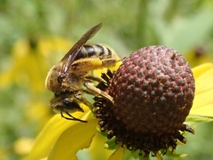 Andrena rudbeckiae