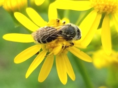 Andrena gardineri