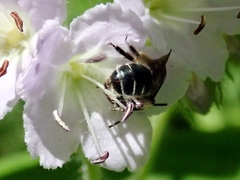 Andrena geranii